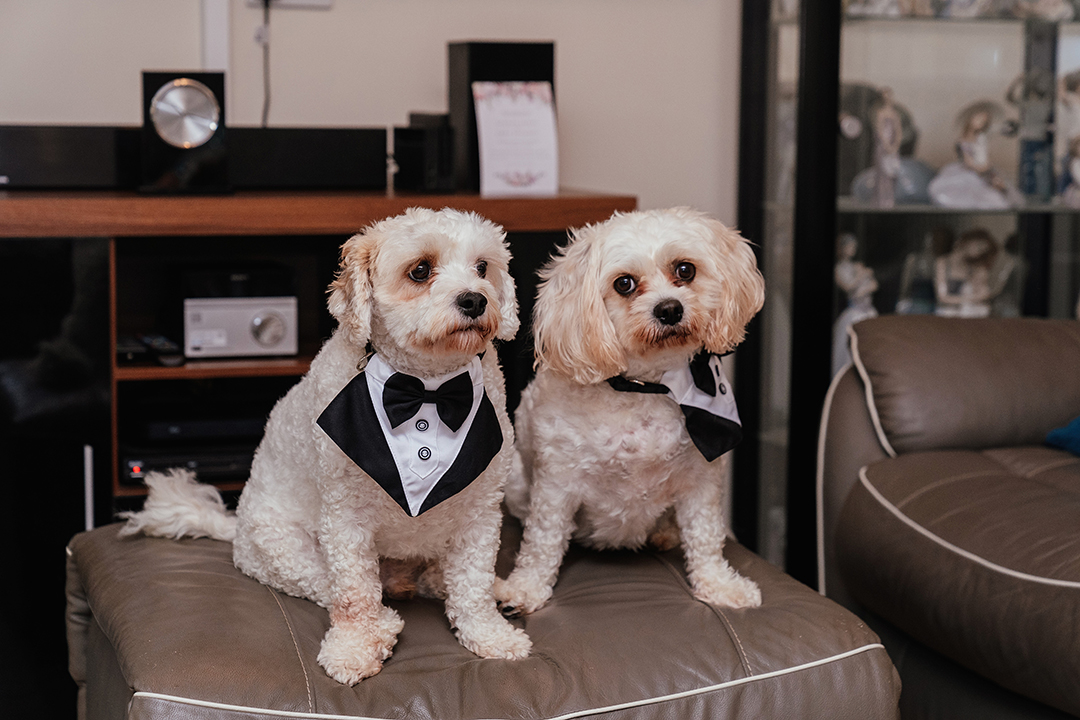 Dogs in Wedding Attire