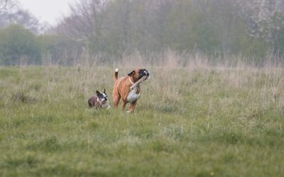 Harlow Dog Photographer – Lucy & Coco