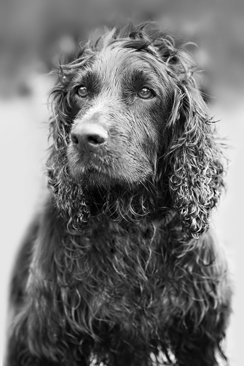 Black and white photo of cocker spaniel by Essex Dog Photographer