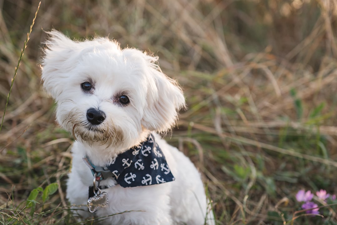 Maltese Puppy Does Cute Head Tilt In Essex Pet Photography Session