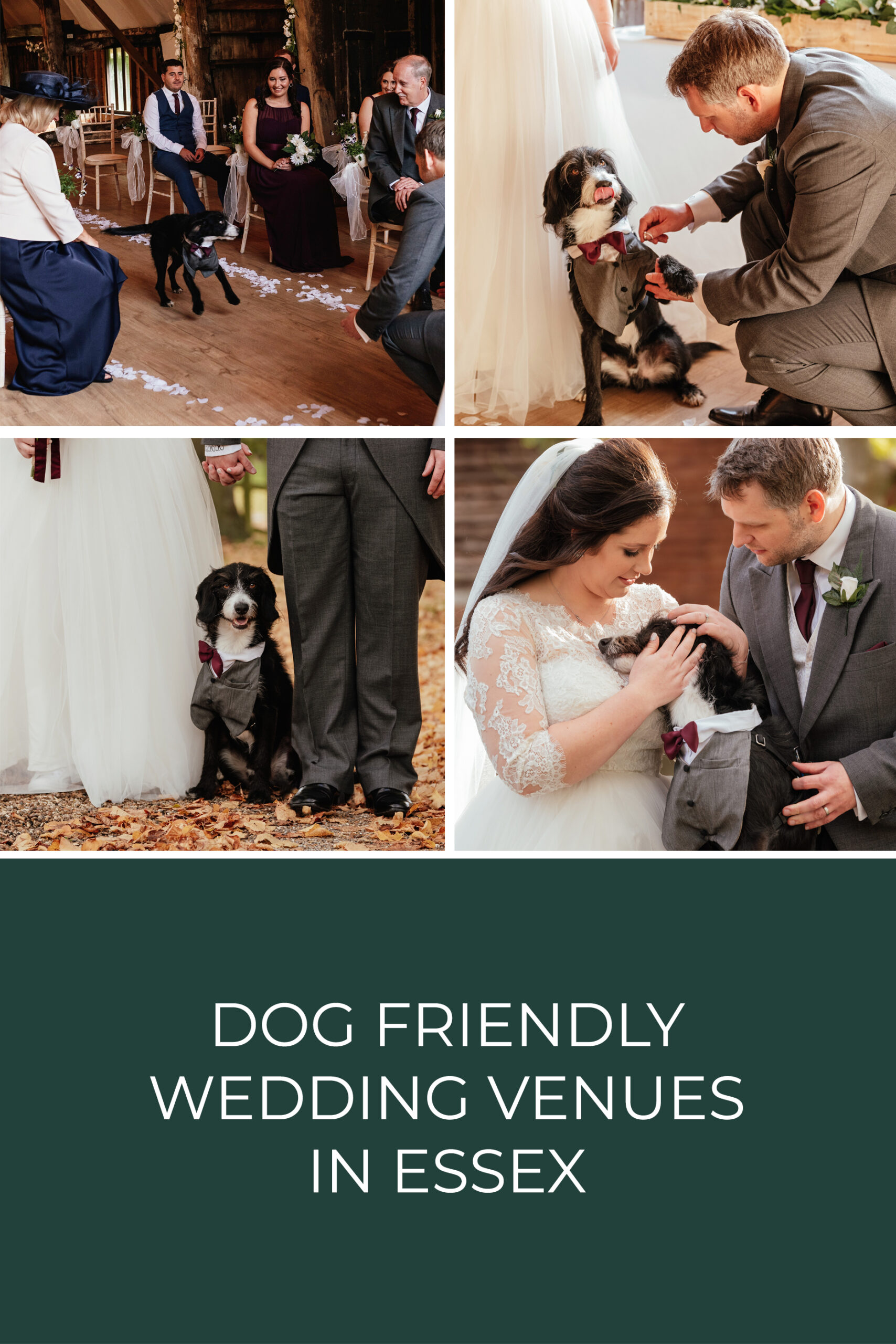 Dog Friendly Wedding Venues in Essex