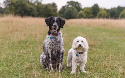 Harlow Dog Photography & Pet Photography – Arnie & Teddy