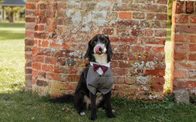 How to Plan A Dog Friendly Wedding! 5 Things to Consider.