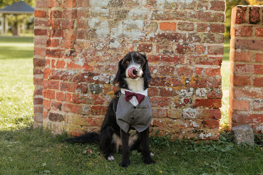 Dog in Suit Colville Hall Wedding