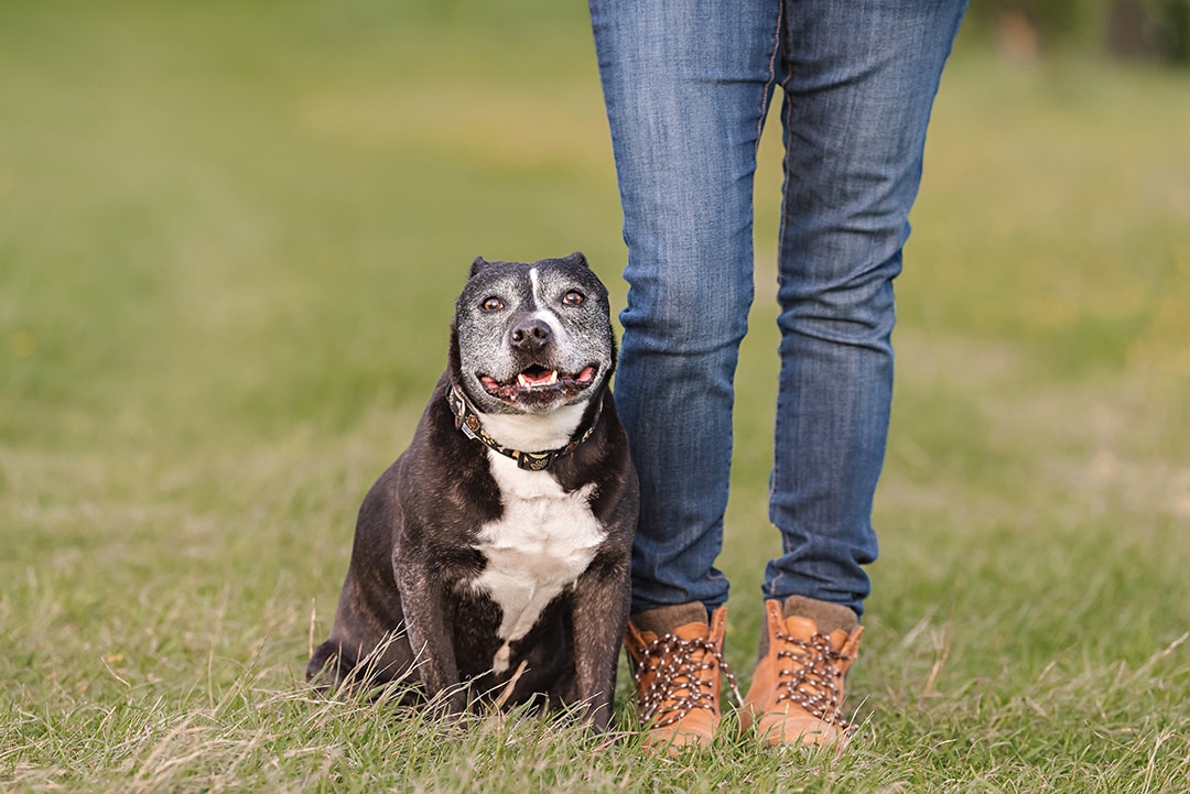 Staffie sits by owners feet in photo shoot