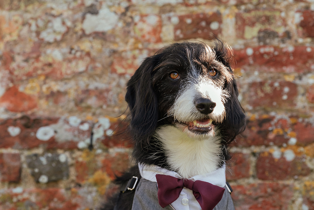 Dog Portrait at Colville Hall Wedding