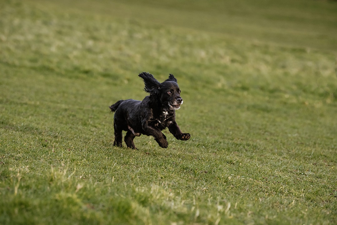 Action shot of cocker spaniel cross rescue dog running