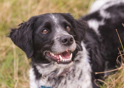 Smiling dog portrait