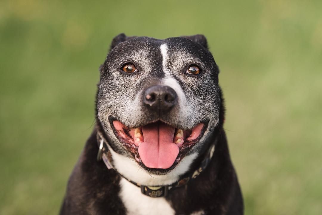 Portrait of a gorgeous 12 year old staffordshire bull terrier
