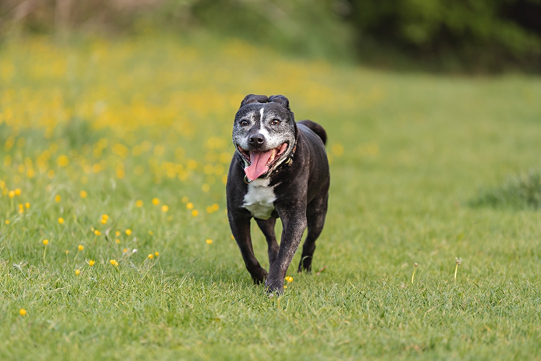 Staffie runs towards the camera in pet photo session