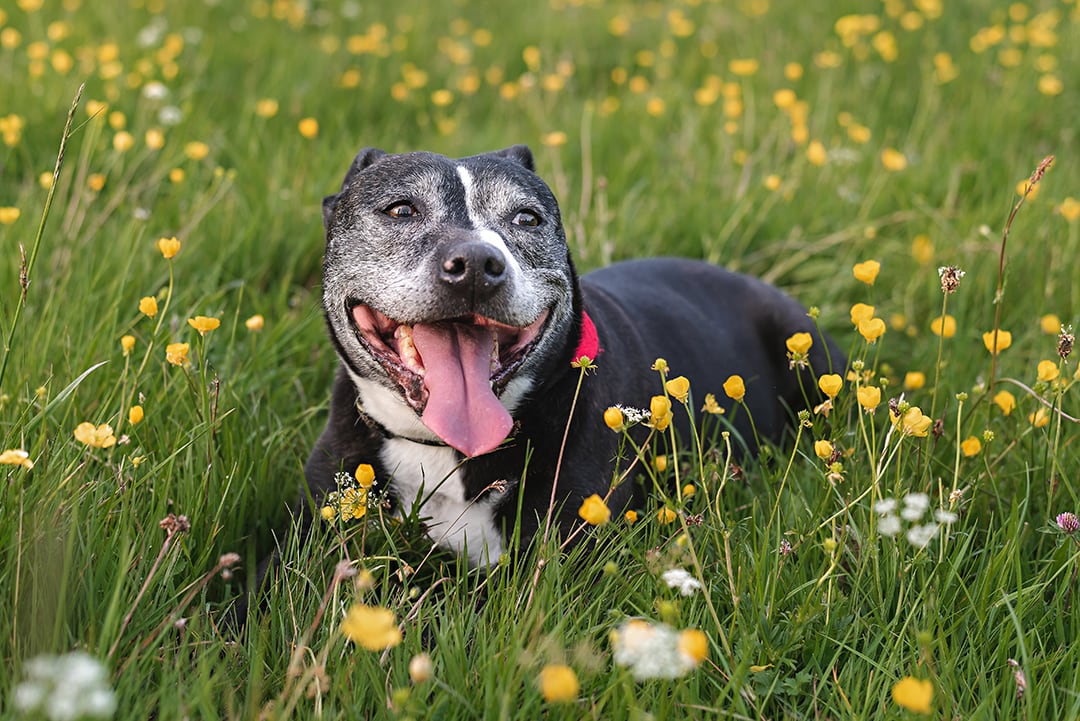 Happy dog lies in buttercups in Pet Photography session