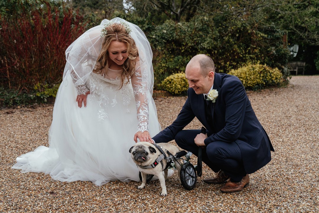Wedding Moments 2023 - Pug in wheels accompanied by his humans bride and groom
